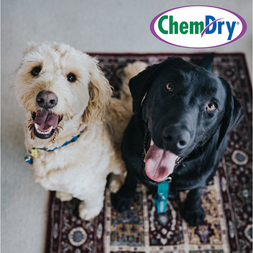 Chem-Dry Dog Pic