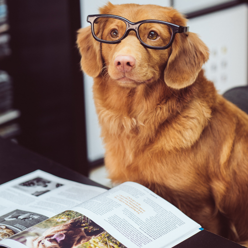 Dog wearing Glasses